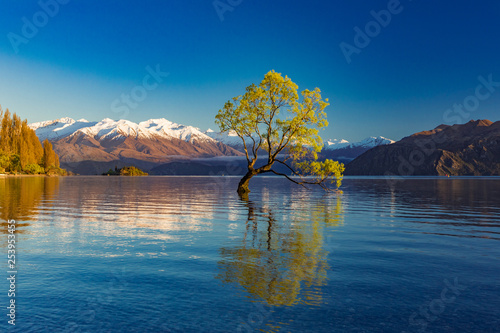 The Lonely tree of Lake Wanaka and snowy Buchanan Peaks, South Island, New Zealand