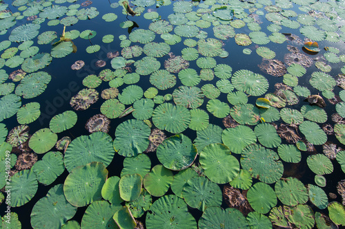 Lotus lake at Sam Roi Yot National park