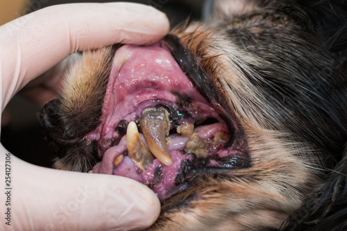 Old dog with gingivitis and teeth with tartar