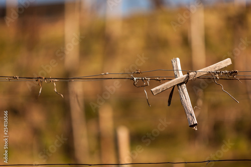 dettaglio delle vigne di valdobbiadene, tiranti e fili di ferro