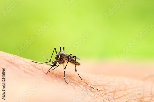 Aedes aegypti or yellow fever mosquito sucking blood on skin,Macro close up show markings on its legs and a marking in the form of a lyre on the upper surface of its thorax