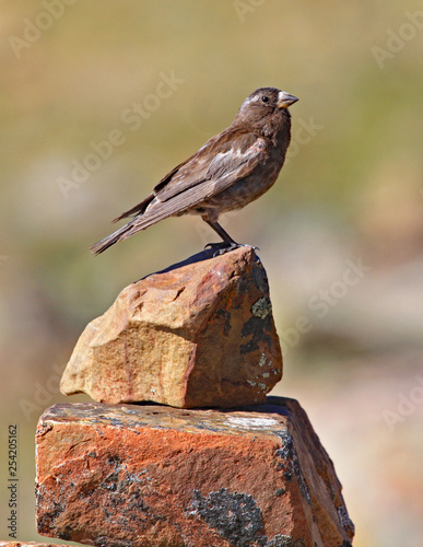 Black rosy finch