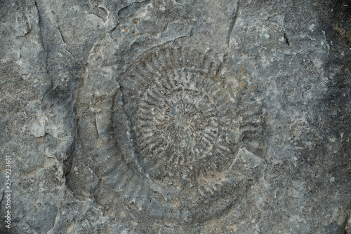 Ammonite at Kilve Beach