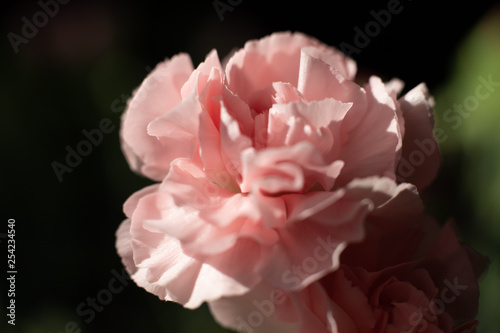 Goździk kwiat jasny róż makro płatek