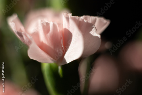 Goździk kwiat jasny róż makro płatek