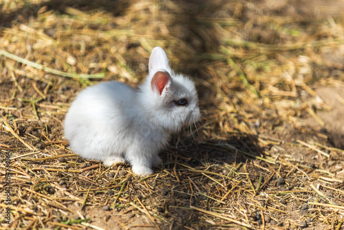 Small baby white rabbit