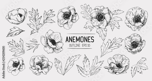 Sketch of anemone flowers. Hand drawn illustration converted to vector