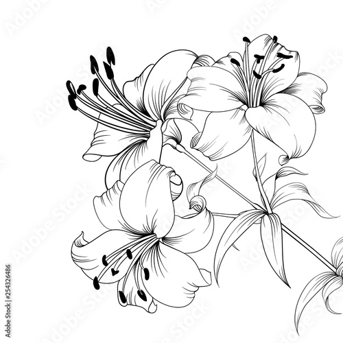 White lily isolated on a white background. Card with blooming lily. Vector illustration.