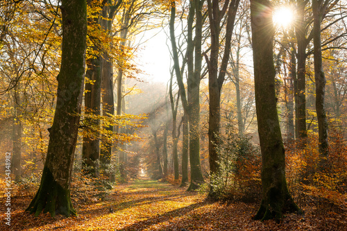 La forêt de Crécy en Automne