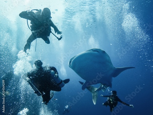 Giant whaleshark with divers