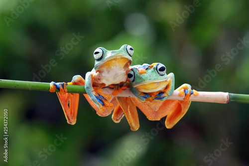 Javan tree frog on sitting on branch, flying frog on branch, tree frog on branch
