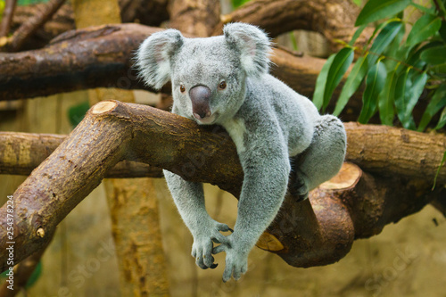 Koala (Phascolarctos cinereus) 