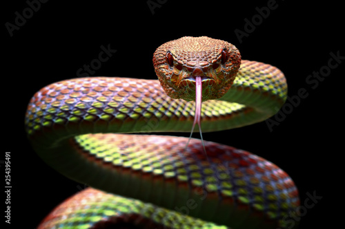 Trimeresurus purpureumaculatus, Viper snake closeup face ready to attack