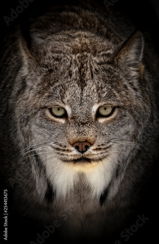 portrait of a bobcat with black background