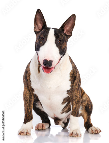 Bullterrier Dog Isolated on white Background in studio