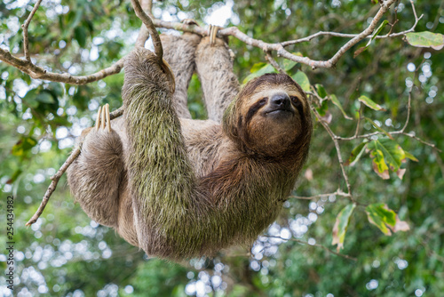 Costa Rica sloth hanging tree three-thoed sloth