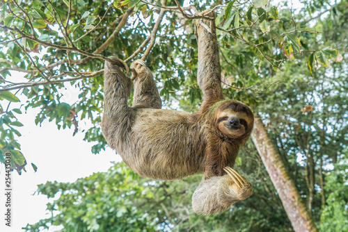 Costa Rica sloth hanging tree three-thoed sloth