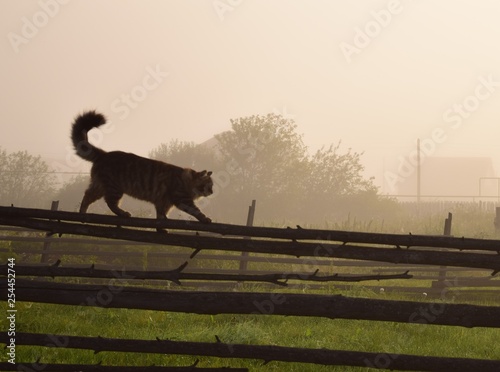 silhouette of ket