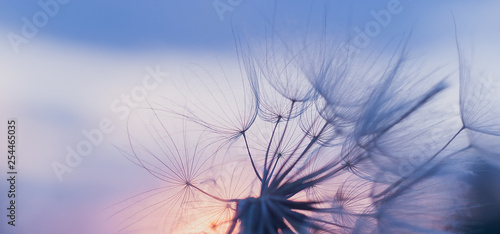 dandelion at sunset . Freedom to Wish. Dandelion silhouette fluffy flower on sunset sky