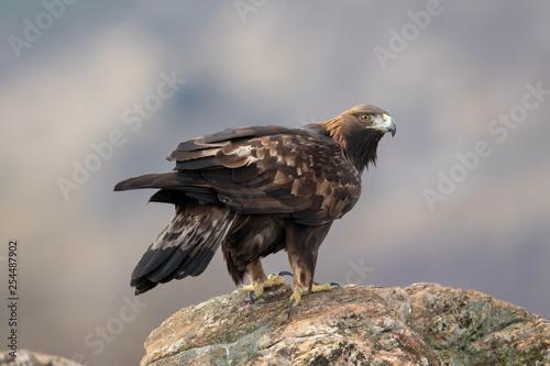 Ein freigestellter Steinadler sitzt auf eine Felsvorsprung in der Seitenansicht