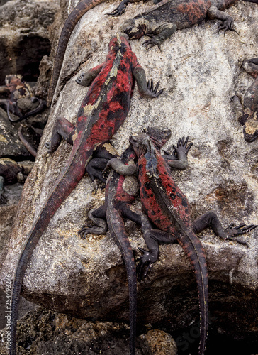 Marine iguanas (Amblyrhynchus cristatus), Punta Suarez, Espanola or Hood Island, Galapagos, Ecuador