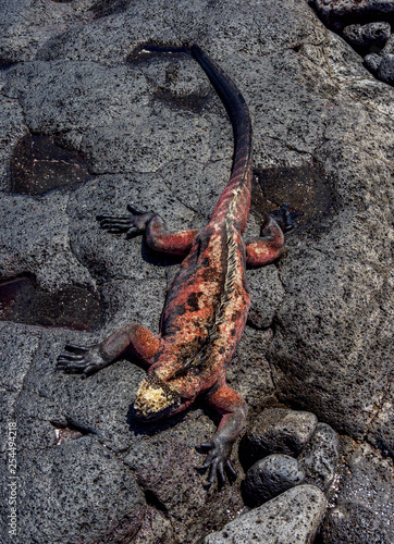 Marine iguana (Amblyrhynchus cristatus), Floreana or Charles Island, Galapagos, Ecuador
