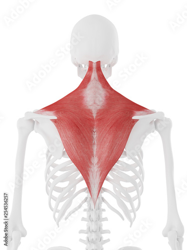3d rendered medically accurate illustration of the Trapezius