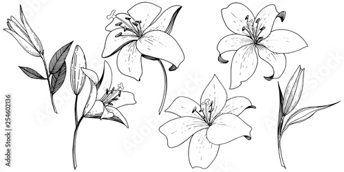 Vector Lily floral botanical flower. Black and white engraved ink art. Isolated lilies illustration element.