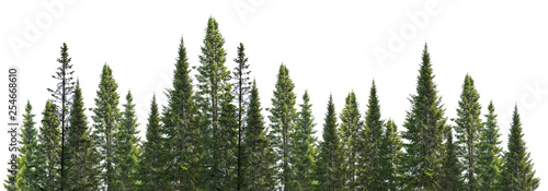 dark green straight pine trees on white