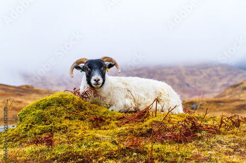 Scottish Blackfaced ewe sat on mist covered, wet hillside