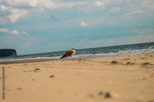 Seagull. Sea. Sandy beach.