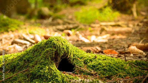 An animal burrow in the forest covered with moss, a warm sunny day.