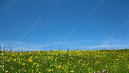 Flower meadow in high summer on the Alpe di Siusi in South Tyrol