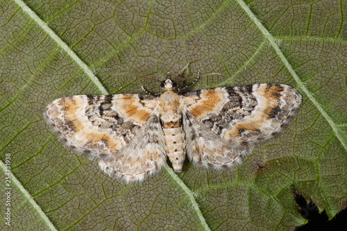 Eupithecia pulchellata STEPHENS, 1831 Rotfingerhut-Blütenspanner DE, NRW, Solingen, Oligser Heide 18.06.2016