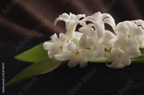  Background with flower - beautiful white hyacinths