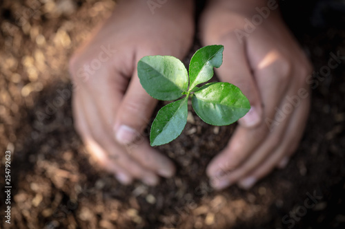 seedlings on fertile soil.Natural care concepts and world preservation, global warming reduction. World Environment Day.