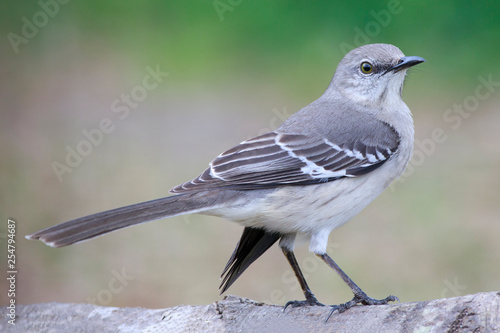 Mimus polyglottos outside backyard home feeder