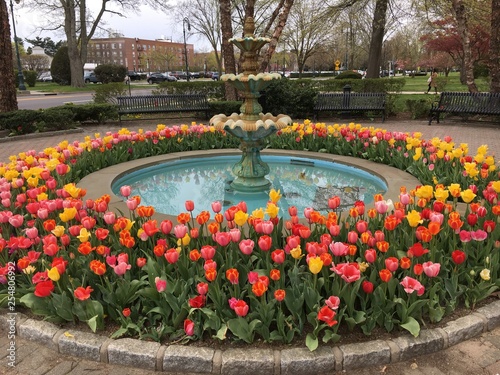 Colorful tulips around a round fountain on a spring day in Garden City, Long Island, NY..