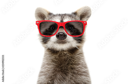 Portrait of a funny raccoon in sunglasses isolated on white background