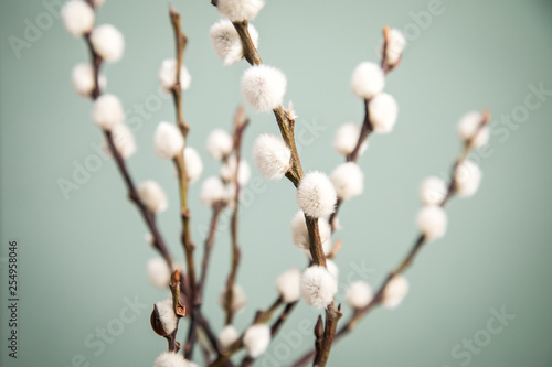 Sal-Weide Kätzchen am Zweig von Weidenkätzchen Baum vor Mint Grün Hintergrund