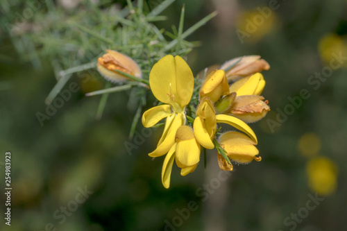 Ulex europaeus, yellow flowers close up