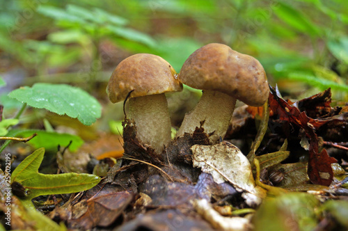 Léccinum scábrum with brown cap and white leg grows in foliage in the forest on an autumn day