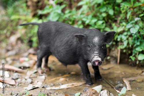 Little cute black baby pig in a farm in Sapa, Lao Cai, Vietnam