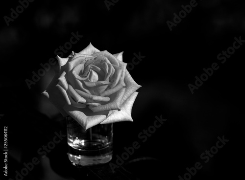 Art photo rose petals isolated on the Black background. Closeup. For design, texture, background. Nature. Black and white photo.