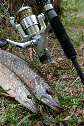 Freshwater pike fish and fishing equipment lies on green grass..