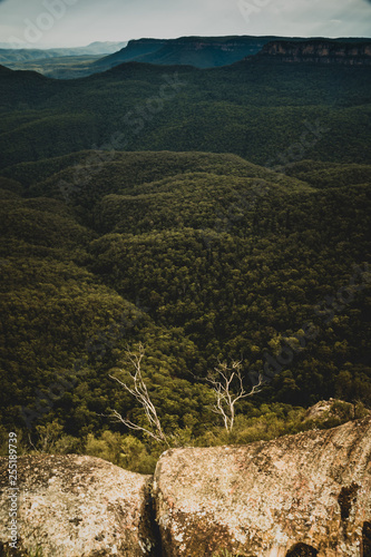 Landschaft Blue Mountains Australien Eukalyptusbäume
