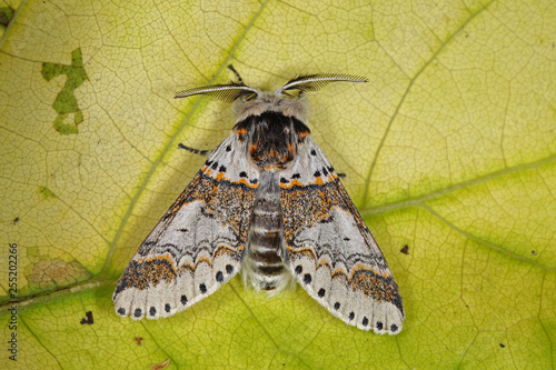 Furcula furcula (CLERCK, 1759) - Buchen-Gabelschwanz, Weiden-Gabelschwanz DE, NRW, Leverkusen 22.07.2016