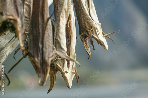 stockfish on drying racks in the Lofoten Island chain, northern Norway