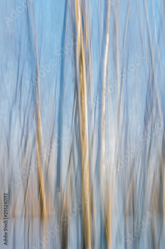 Abstract blurred winter birch trees. Blue, white and yellow striped background. 