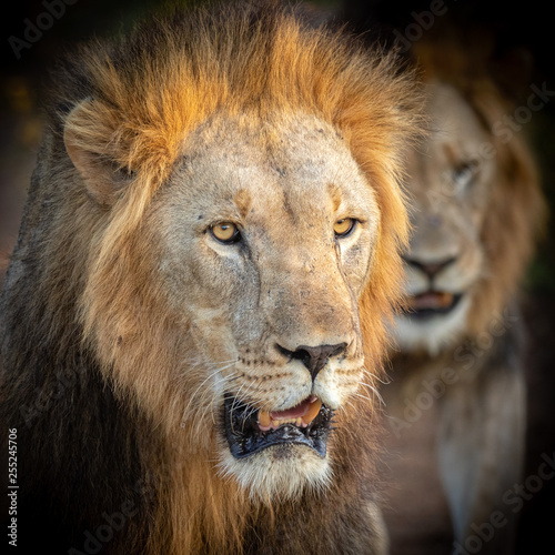 Portrait of two of male lions
